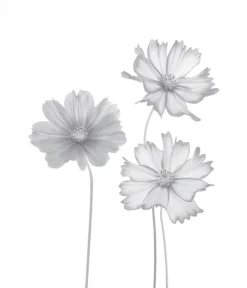 Ambiente Glaszaun Dekor 93 103 x 120 cm gehärtetes 8 mm Glas