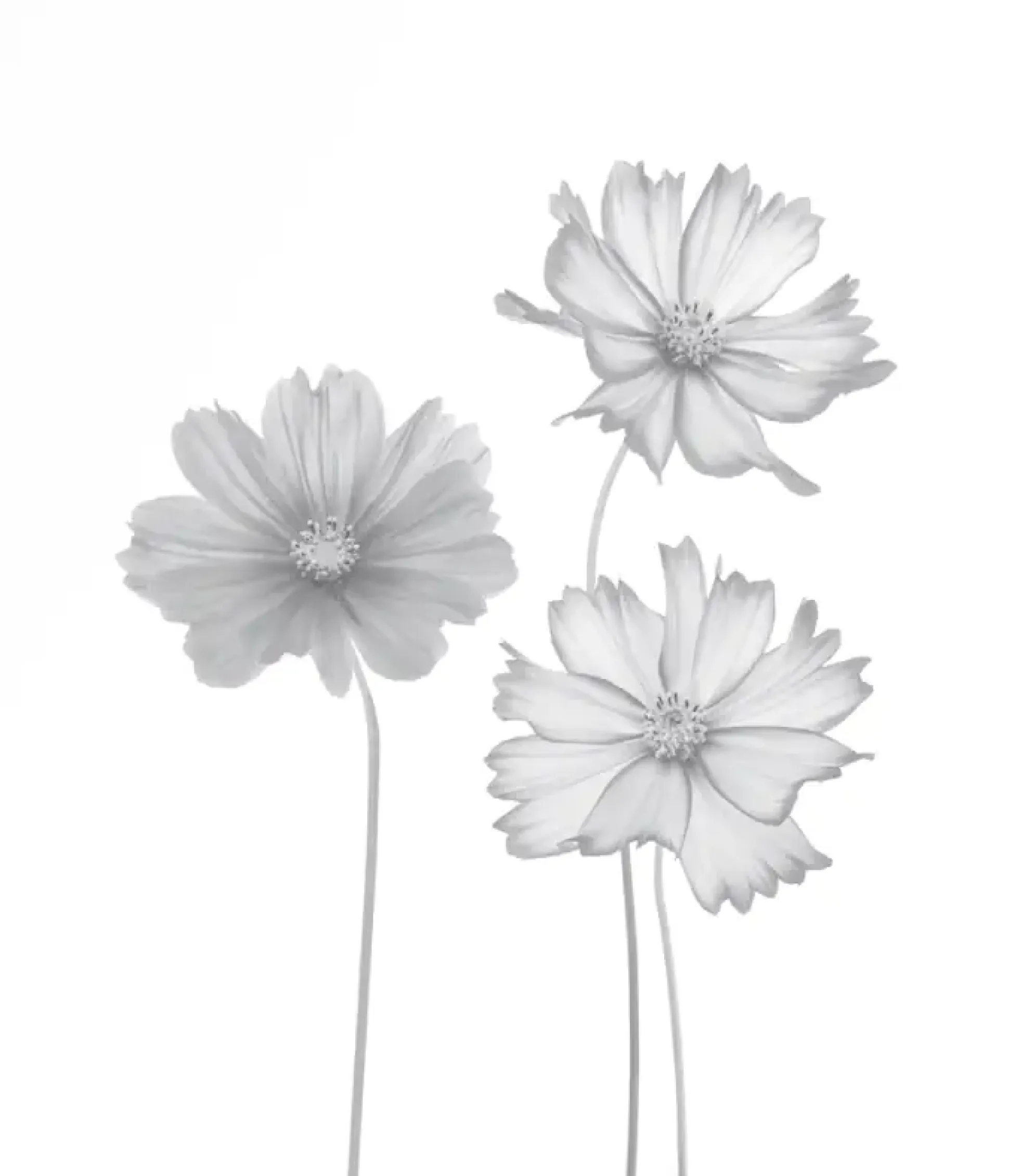 Ambiente Glaszaun Dekor 93 103 x 120 cm gehärtetes 8 mm Glas