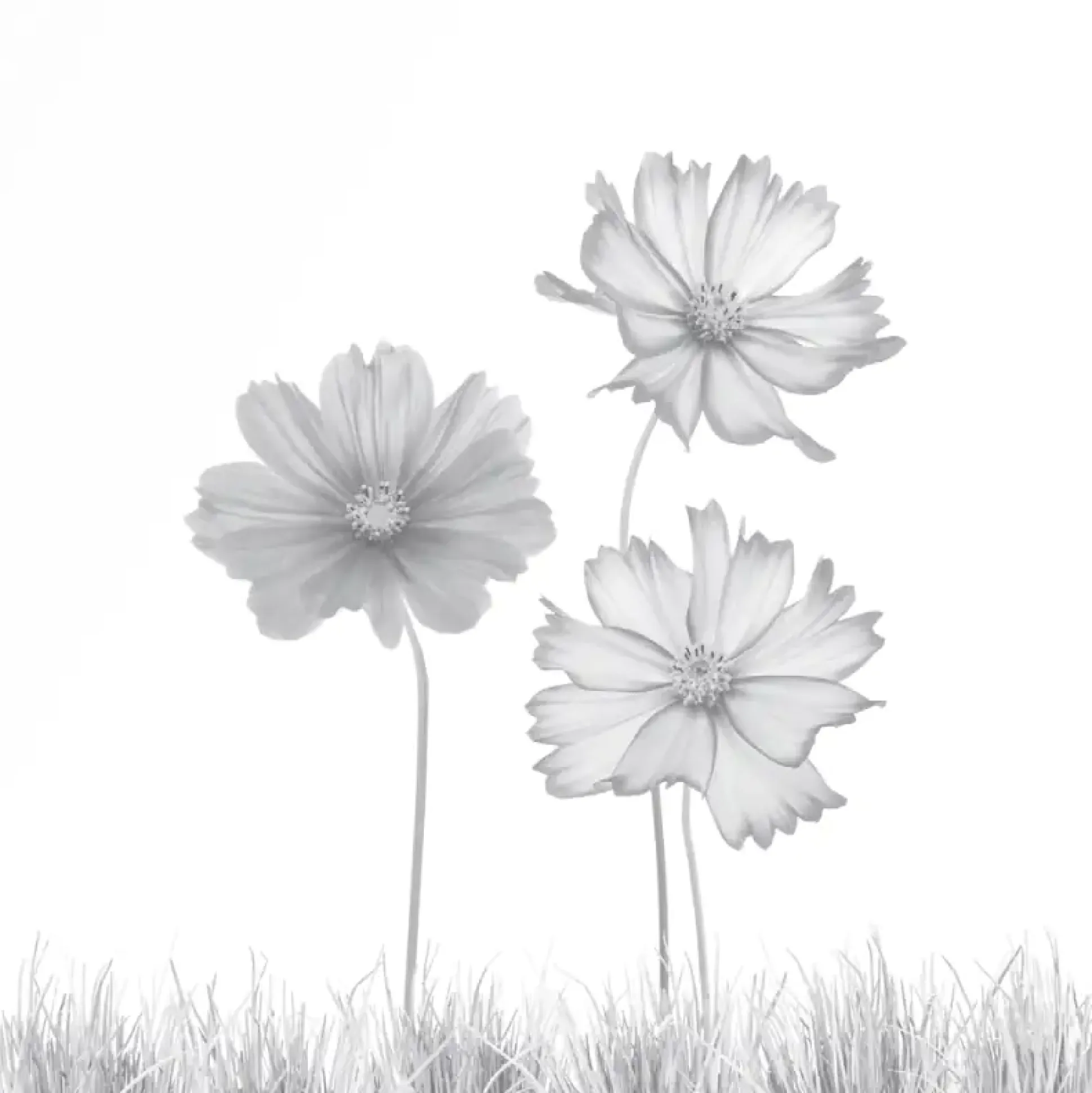 Ambiente Glaszaun Dekor 93 120 x 120 cm gehärtetes 8 mm Glas