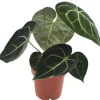 Anthurium Crystallinum H 30 cm, 12 cm Topf
