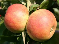 Apfelbaum Alkmene 7,5 L Container