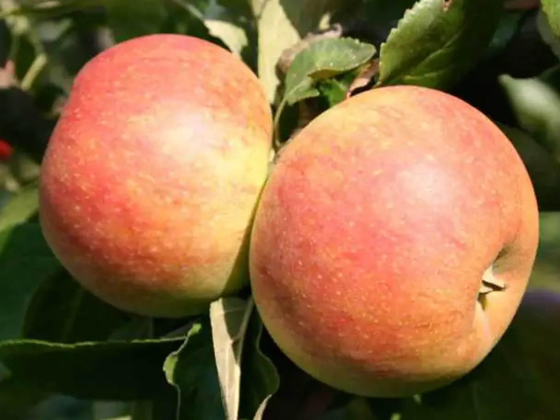 Apfelbaum Alkmene 7,5 L Container