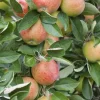 Apfelbaum Braeburn 7,5 L Container
