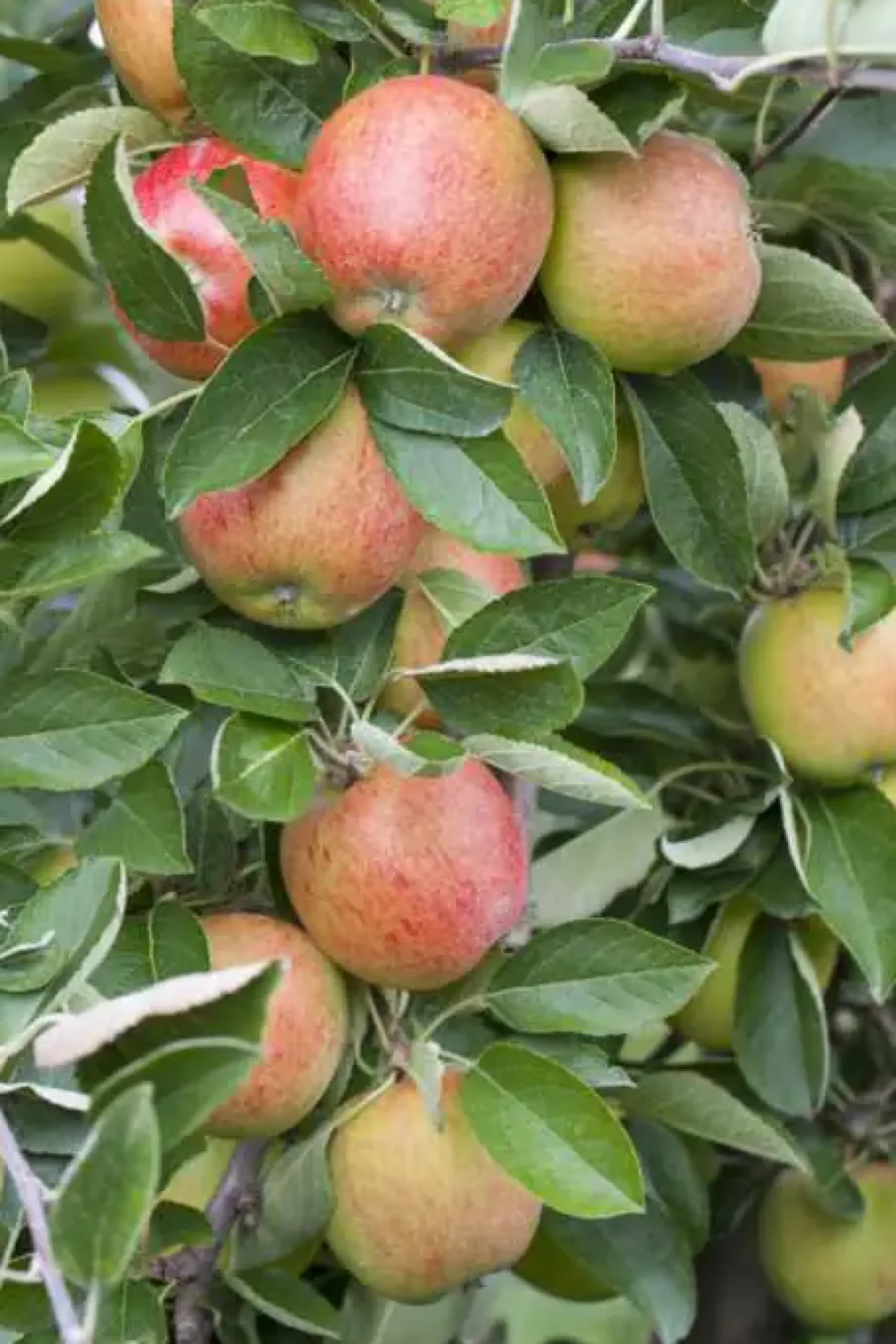 Apfelbaum Braeburn 7,5 L Container