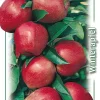Apfelbaum Gloster 7,5 L Container