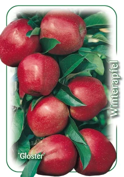 Apfelbaum Gloster 7,5 L Container