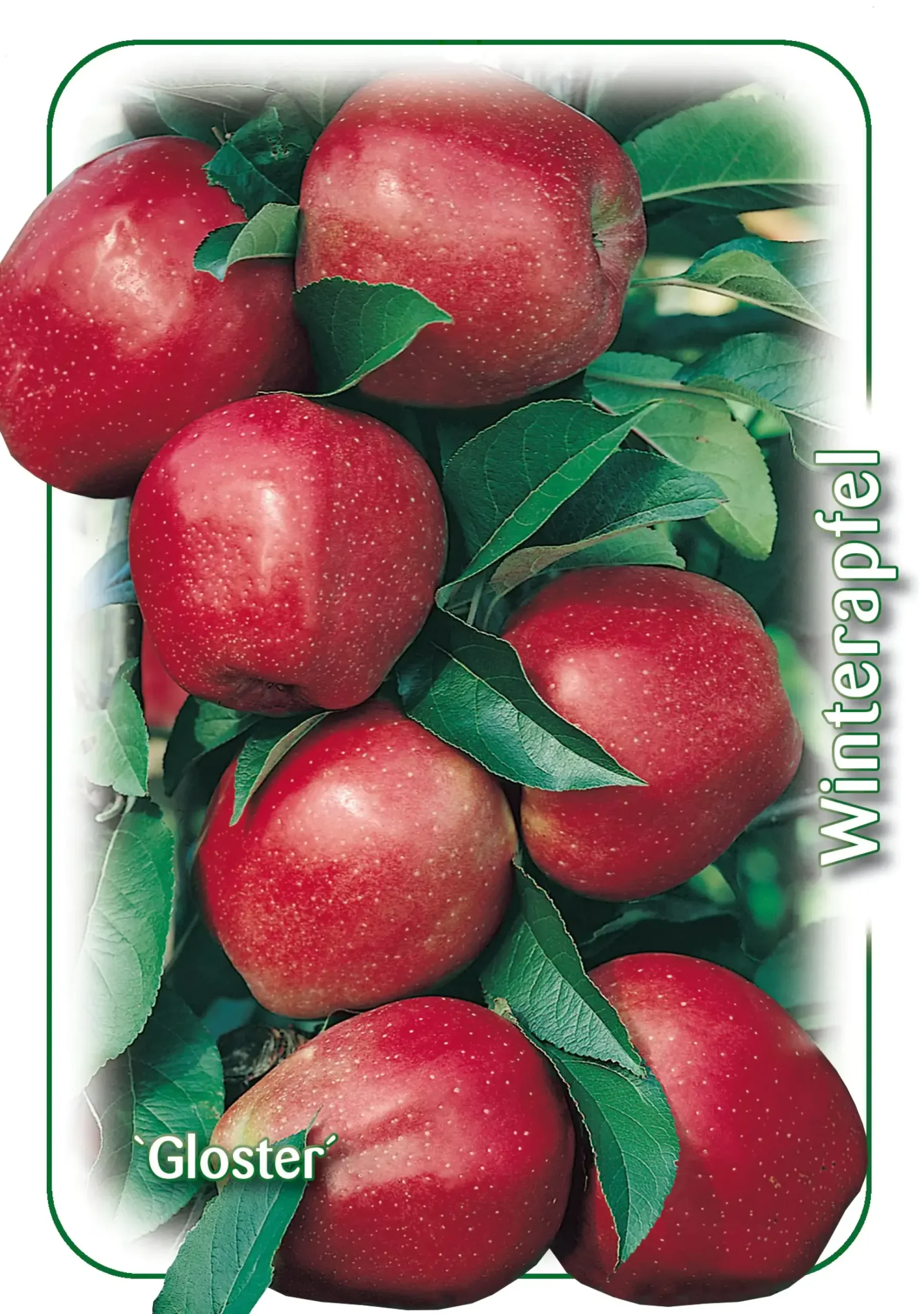 Apfelbaum Gloster 7,5 L Container