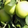 Apfelbaum Golden Delicious 7,5 L Container