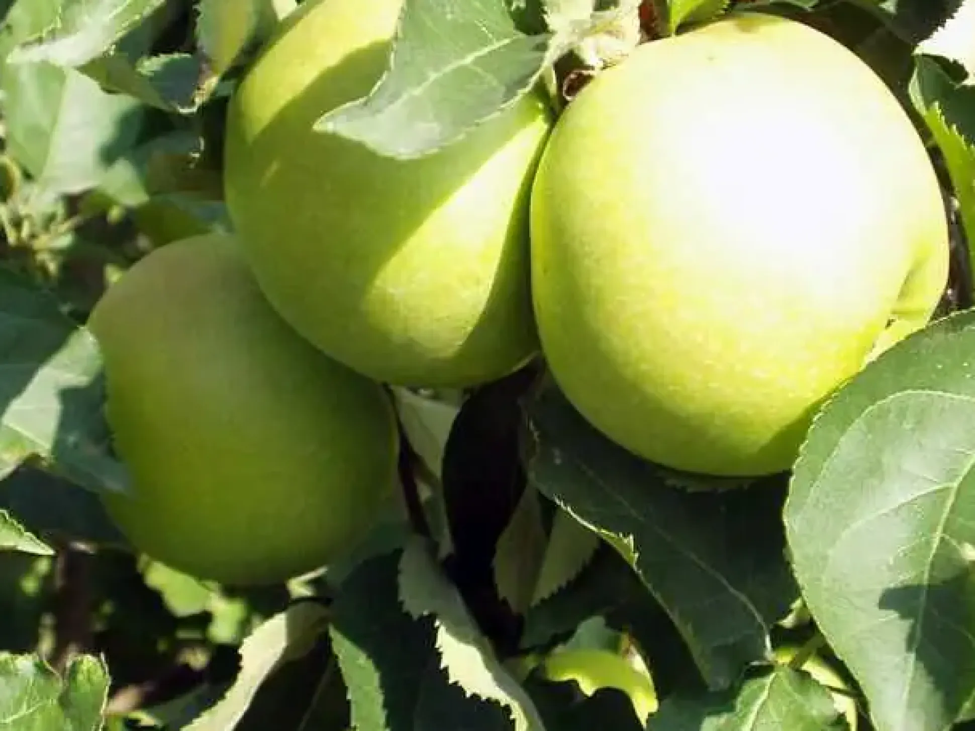 Apfelbaum Golden Delicious 7,5 L Container
