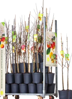 Apfelbaum in Sorten 10 L Container