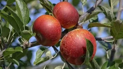 Apfelbaum Ingrid Marie 7,5 L Container