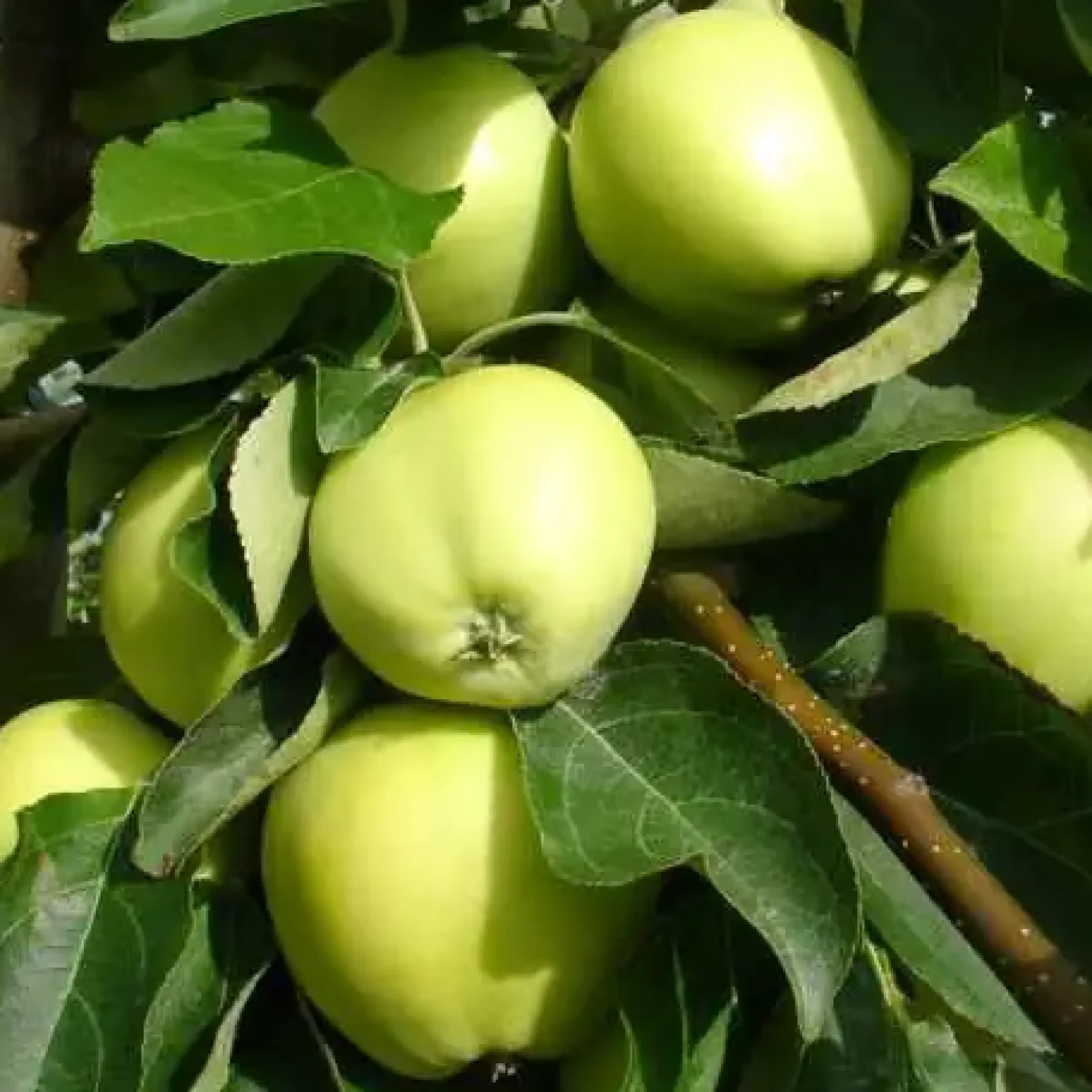 Apfelbaum Malus Weißer Klarapfel 7,5 L Container