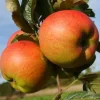 Apfelbaum Roter Berlepsch 7,5 L Container