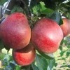 Apfelbaum Roter Boskoop 7,5 L Container