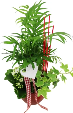 Arrangement für Innen im 11 cm Topf