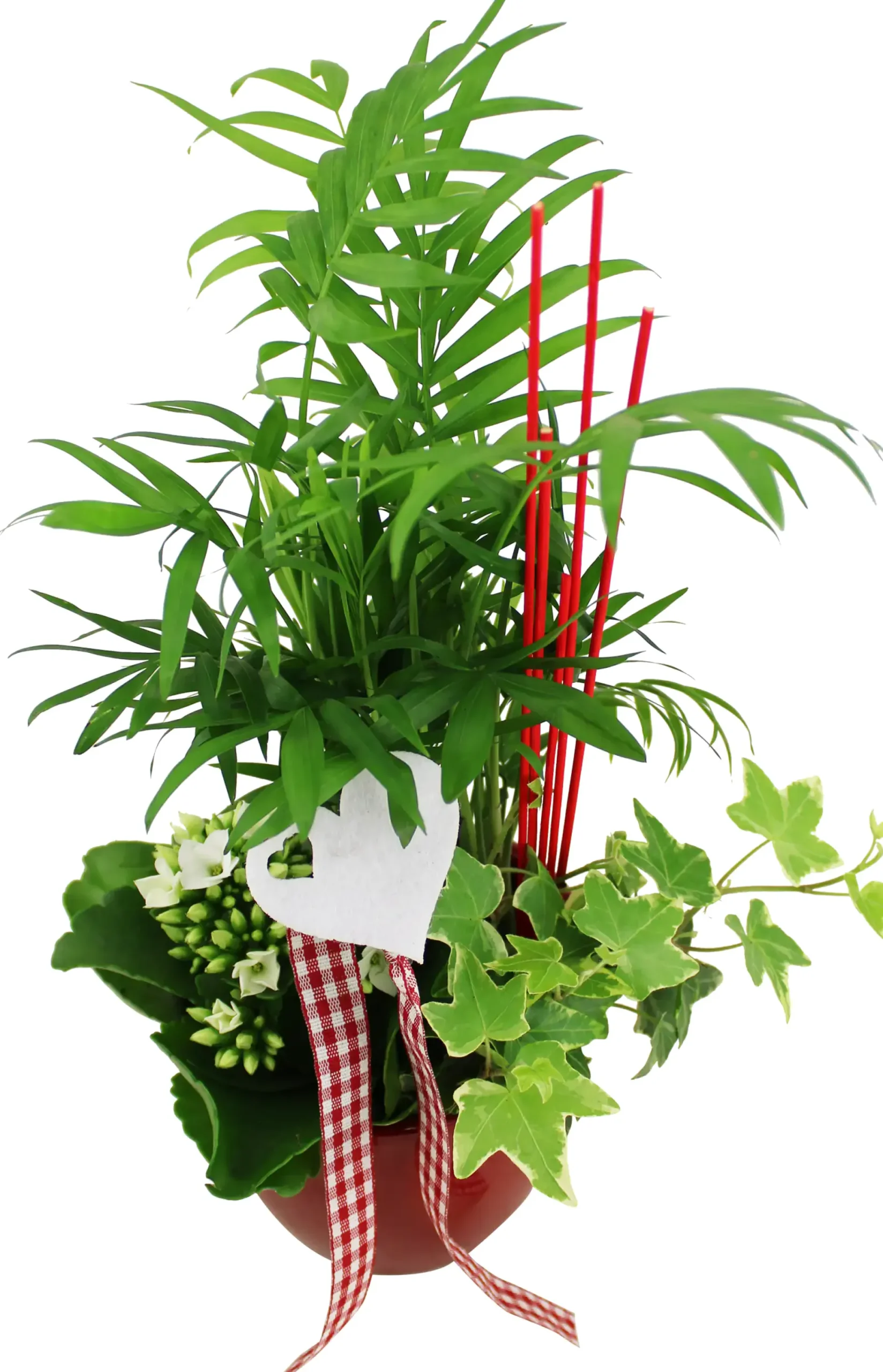 Arrangement für Innen im 11 cm Topf