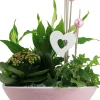 Arrangement für Innen in 20 cm Schale oval