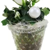 Arrangement für Innen Mini Mix im 7 cm Glastopf