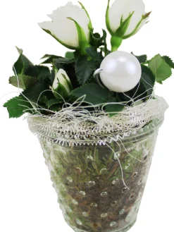Arrangement für Innen Mini Mix im 7 cm Glastopf
