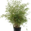 Bambus 40-60 cm hoch Fargesia murielae Rufa, 5 L Container