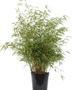 Bambus 40-60 cm hoch Fargesia murielae Rufa, 5 L Container