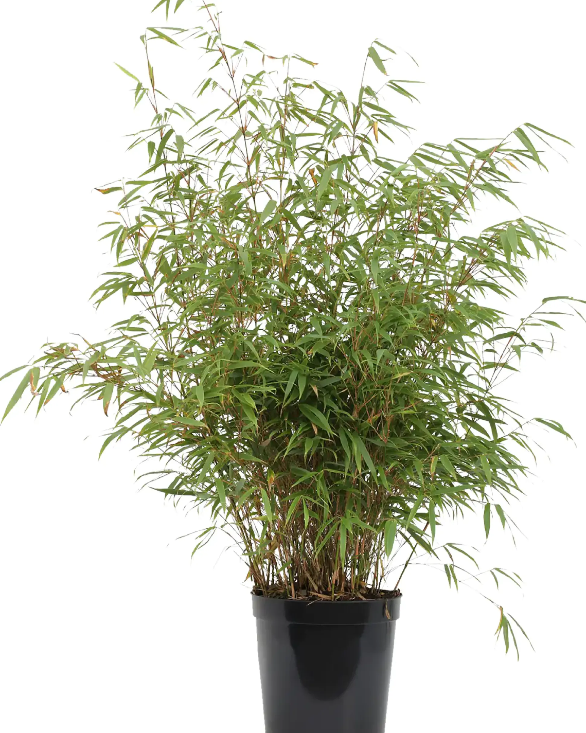 Bambus 40-60 cm hoch Fargesia murielae Rufa, 5 L Container