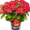 Bauernhortensie Music Collection Hydrangea mac. H 30 - 40 cm 5 L Container