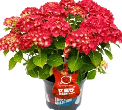 Bauernhortensie Music Collection Hydrangea mac. H 30 - 40 cm 5 L Container