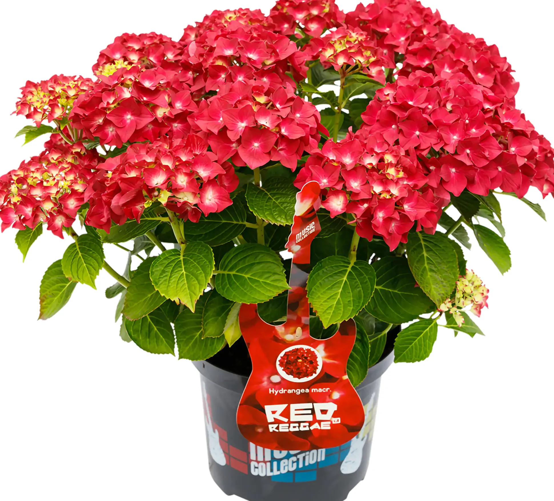 Bauernhortensie Music Collection Hydrangea mac. H 30 - 40 cm 5 L Container