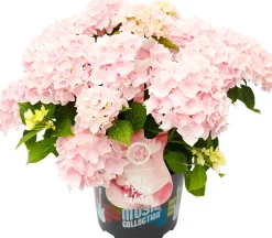 Bauernhortensie Music Collection Hydrangea mac. H 30 - 40 cm 5 L Container