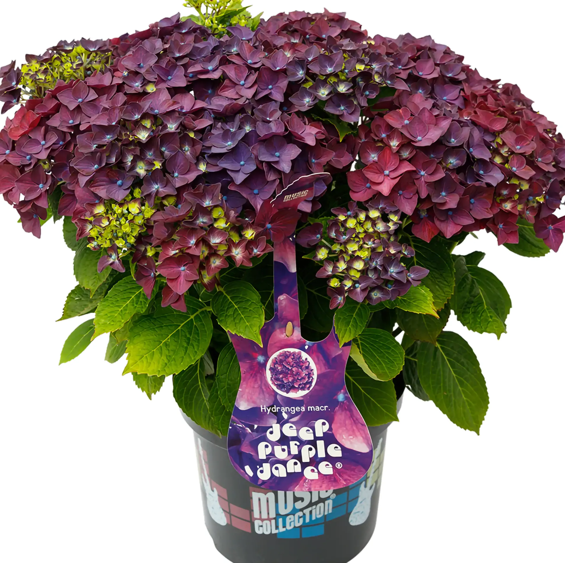Bauernhortensie Music Collection Hydrangea mac. H 30 - 40 cm 5 L Container