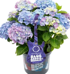 Bauernhortensie Music Collection Hydrangea mac. H 30 - 40 cm 5 L Container