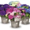 Bauernhortensie Three Sisters 6 l Container