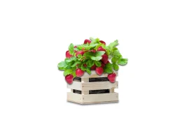Baza Seeds Garden Box extra süße Erdbeere