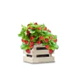 Baza Seeds Garden Box saftige Erdbeere