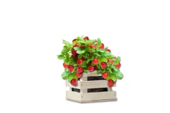 Baza Seeds Garden Box saftige Erdbeere