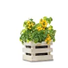 Baza Seeds Garden Box Strauchtomate Tumbling Tom gelb