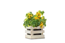 Baza Seeds Garden Box Strauchtomate Tumbling Tom gelb