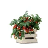Baza Seeds Garden Box Strauchtomate Minibel