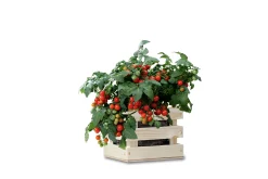 Baza Seeds Garden Box Strauchtomate Minibel