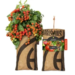 Baza Seeds hängender Garten Strauchtomate Heartbreakers