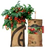 Baza Seeds hängender Garten Strauchtomate Minibel