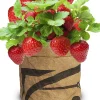 Baza Seeds Kitchengarden riesige Erdbeere