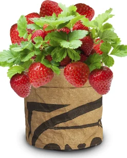 Baza Seeds Kitchengarden riesige Erdbeere
