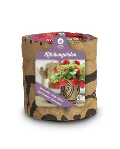 Baza Seeds Kitchengarden riesige Erdbeere