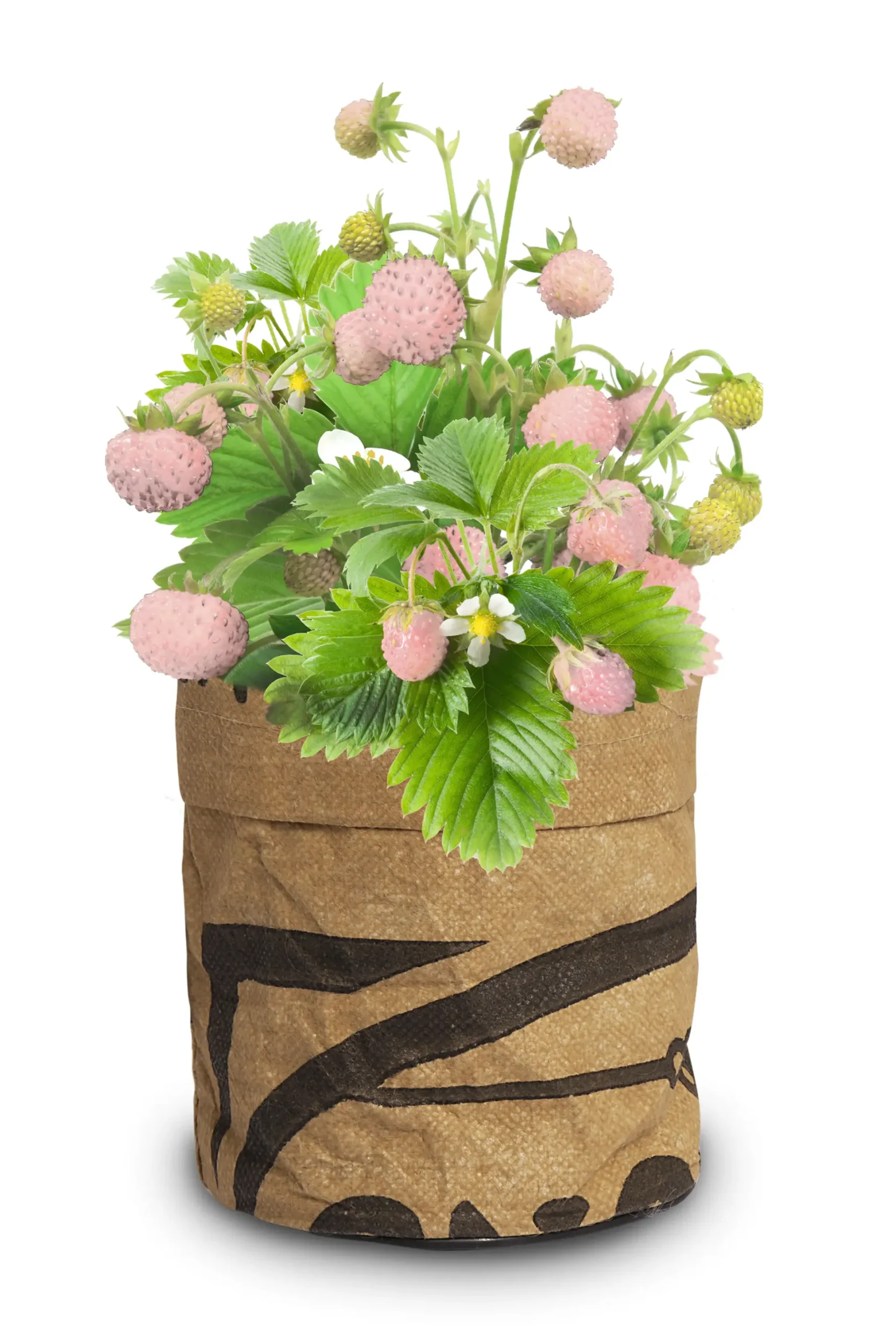 Baza Seeds Kitchengarden Walderdbeere weiß