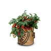 Baza Seeds Kitchengarden Strauchtomate Minibel