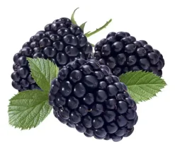 Beerenobst Brombeere 3 Liter Container