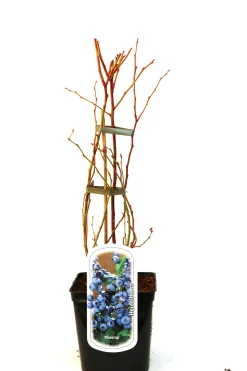 Beerenobst Heidelbeere 3 L Container