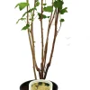 Beerenobst Johannisbeere 3 L Container